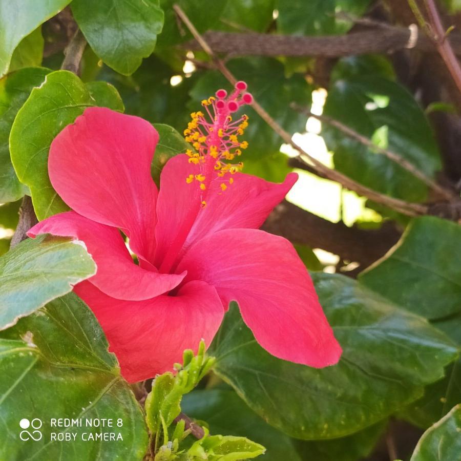 Vila Hibiscus Rosso Donnalucata  Exteriér fotografie